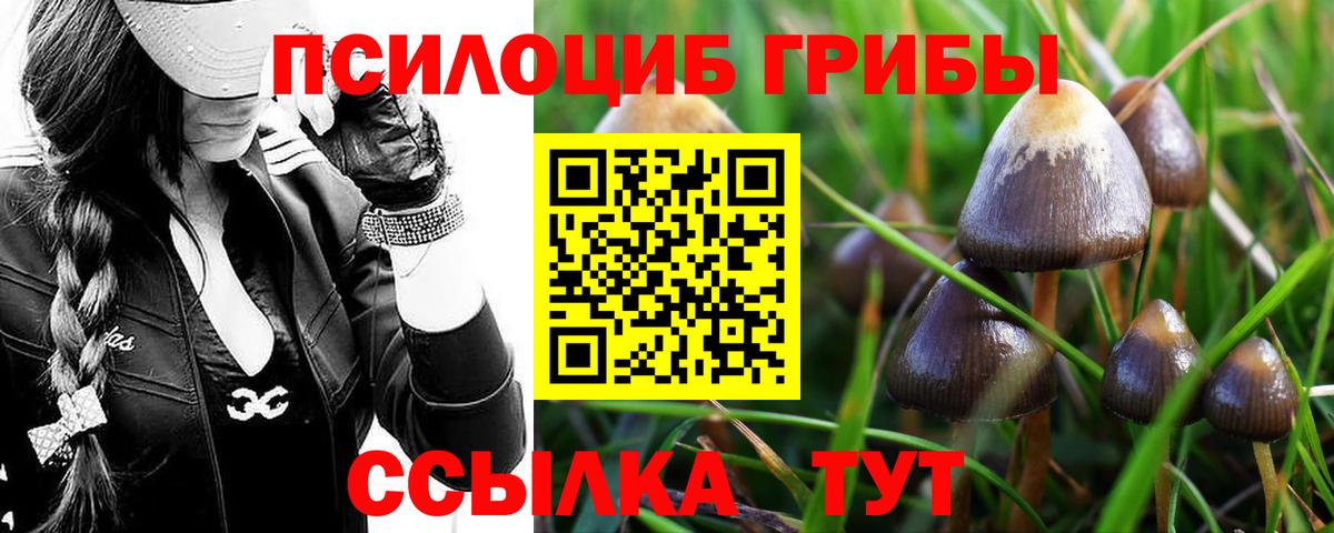 где продают   Псилоцибиновые грибы мицелий  Вход с VPN  Псилоцибиновые грибы Magic Shrooms  Елец 